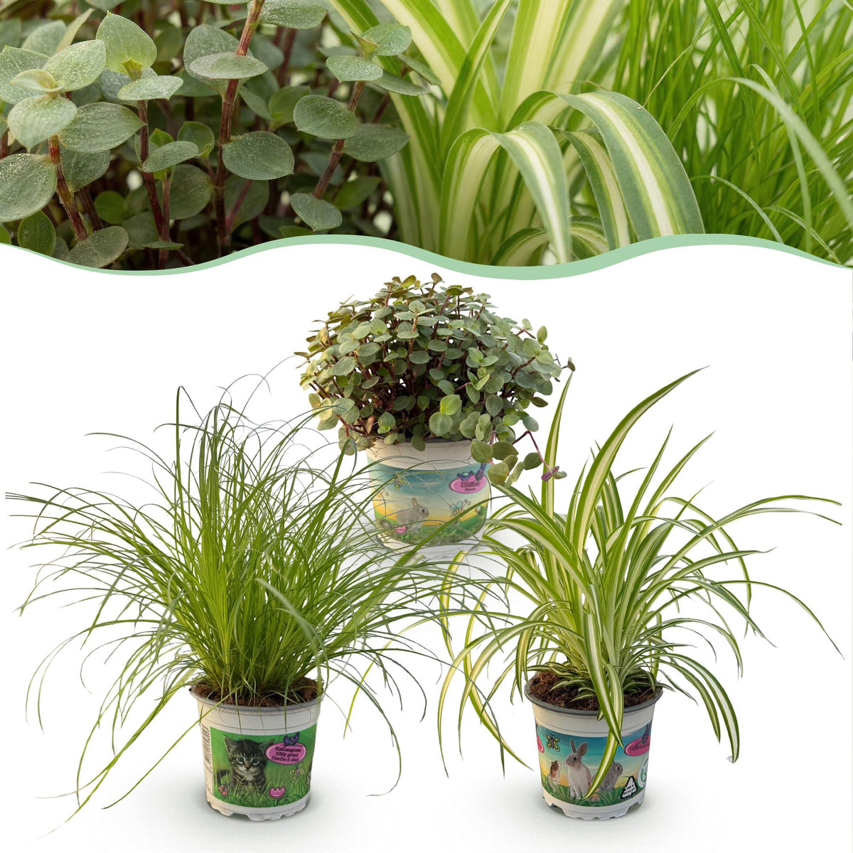 Cyperus, detail van het blad