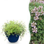 Vasteplant - Thymus praecox Minor - KruipTijm - Geurend - Roze - 12 Planten - Pot 11cm - Hoogte 15-25cm