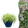Vasteplant - Thymus praecox Minor - KruipTijm - Geurend - Roze - 12 Planten - Pot 11cm - Hoogte 15-25cm