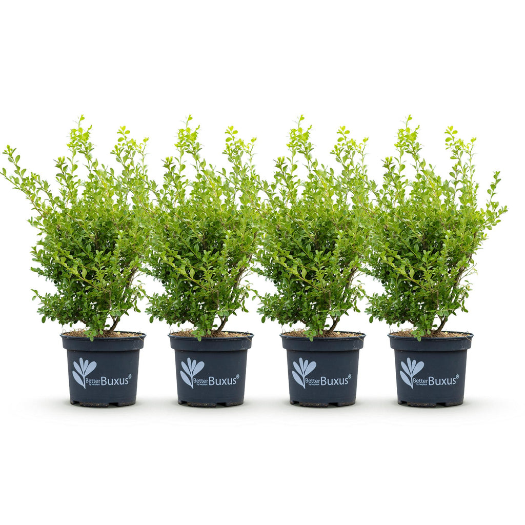 4x BetterBuxus Babylon Beauty, kenmerkend blad