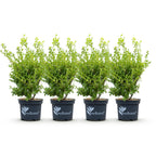 4x BetterBuxus Babylon Beauty, kenmerkend blad