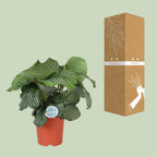 Calathea Orbifolia, kenmerkend blad