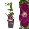 Clematis 'Rouge Cardinal' - rode bosrank - set van 4