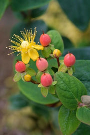 Hypericum inodorum &