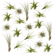 Tillandsia Air mix - 20 stuks