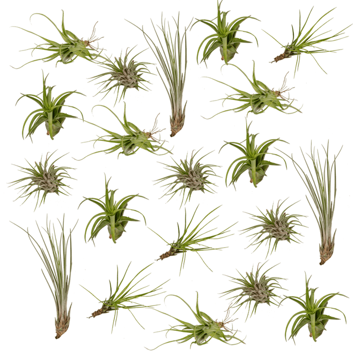 Tillandsia Air mix - 20 stuks