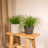 Cyperus Alternifolius (Kattengras) - 2 stuks
