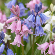 Spaanse boshyacint Hyacinthoides hispanica mix