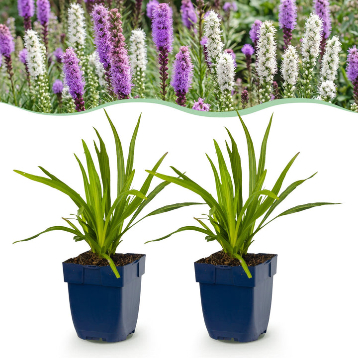Liatris Duo - Lampenpoetserplant - Roze - Wit - 24 Planten