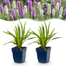 Liatris Duo - Lampenpoetserplant - Roze - Wit - 24 Planten