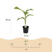 Bananenplant Musa Basjoo, 40 cm hoog