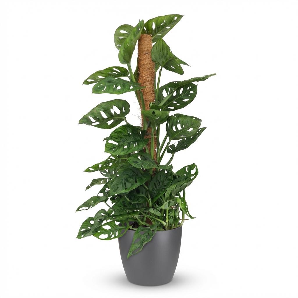 Monkey Mask (Monstera Adansonii Mosstok), detail van het blad