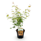 Productafbeelding van Pureplant