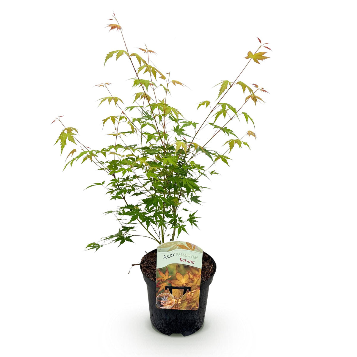 Productafbeelding van Pureplant