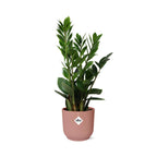 Detailfoto van Zamioculcas in ELHO Vibes Fold 14cm roze