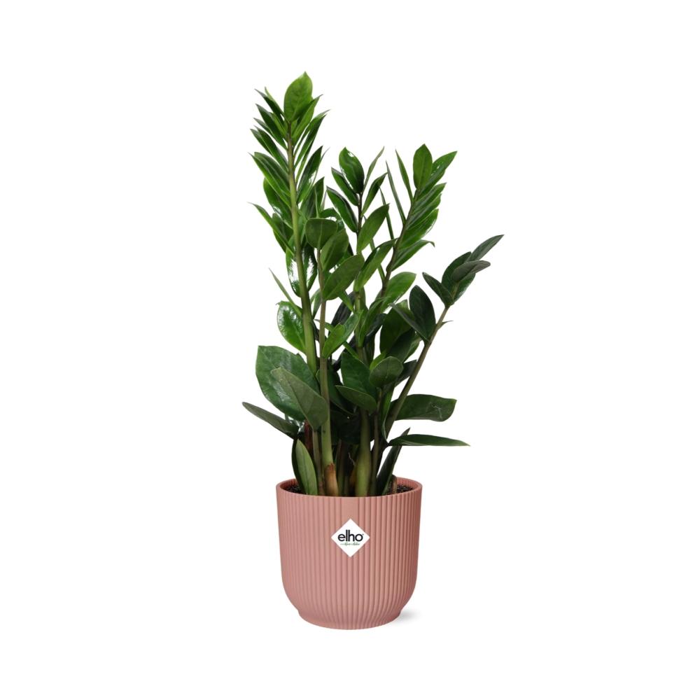 Detailfoto van Zamioculcas in ELHO Vibes Fold 14cm roze
