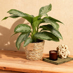 Aglaonema Silver Bay met mand, plant voor binnen