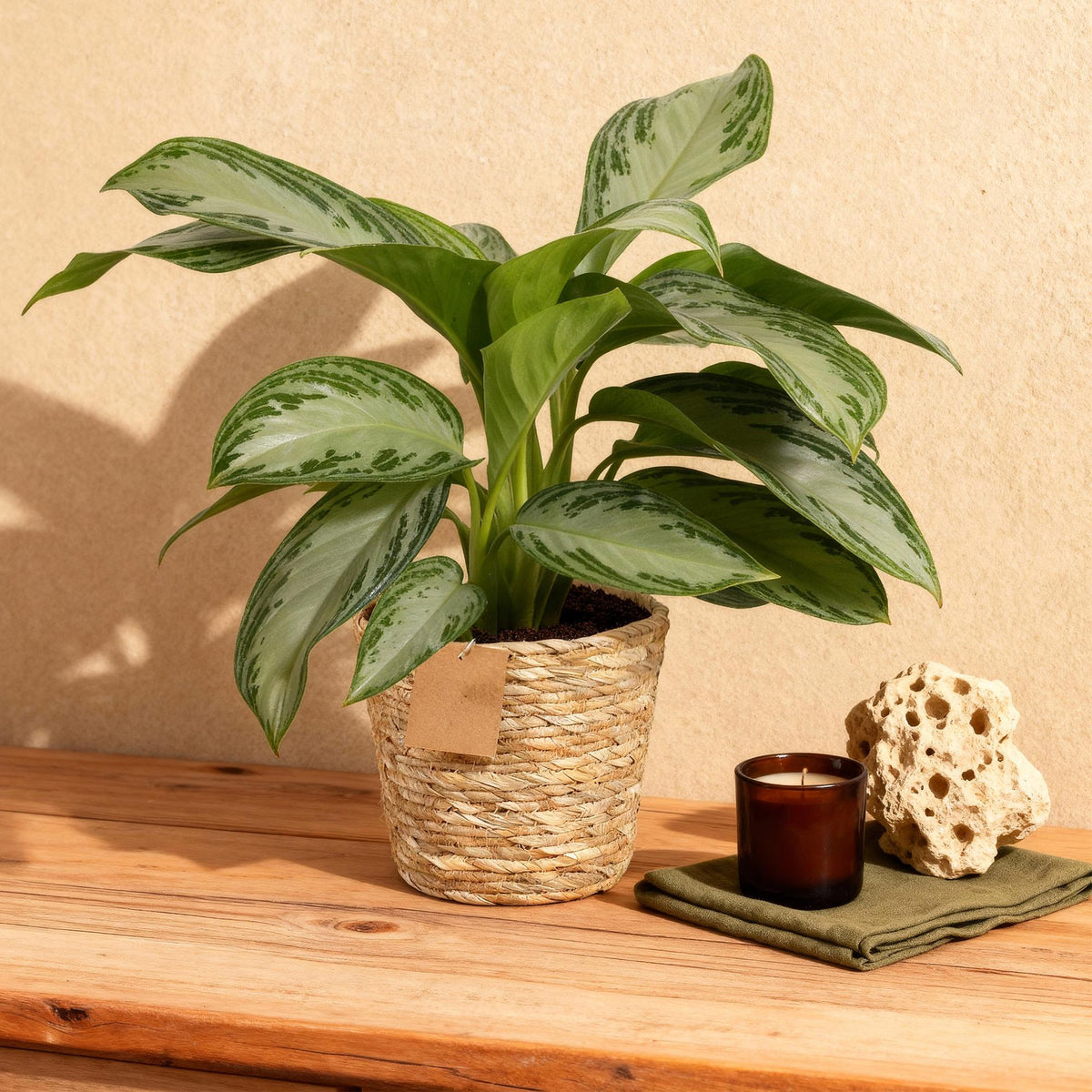 Aglaonema Silver Bay met mand, plant voor binnen