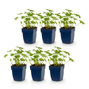 Geranium macr. Ingwersen&