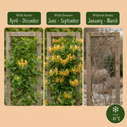 Lonicera x tellmanniana - Tellmann-kamperfoelie