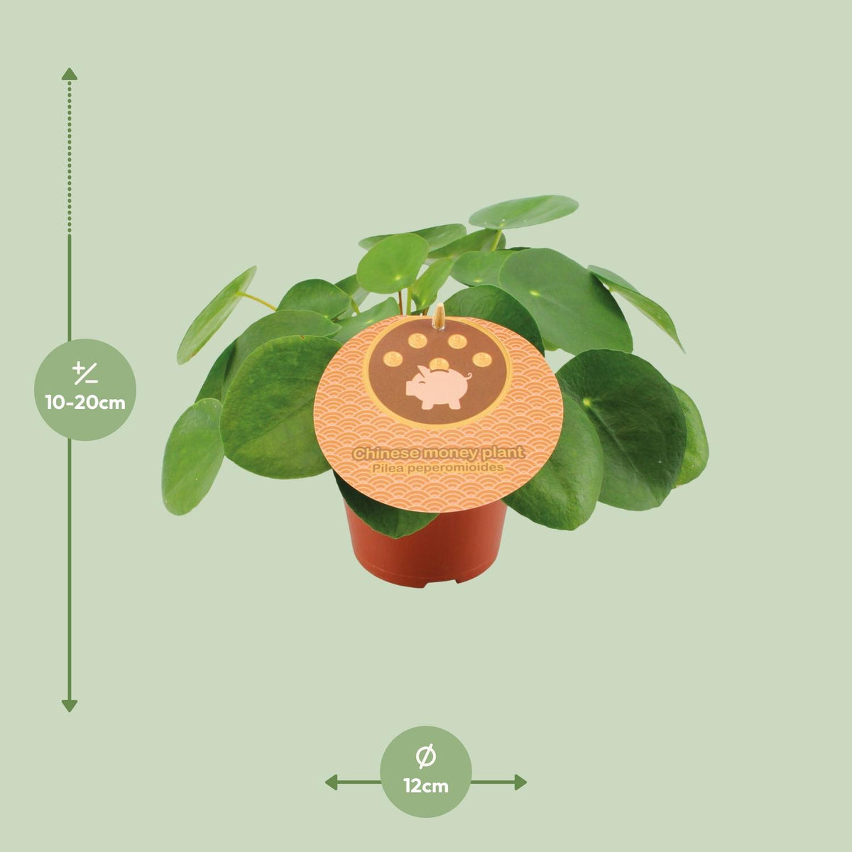 Detailfoto van Pilea Peperomioides