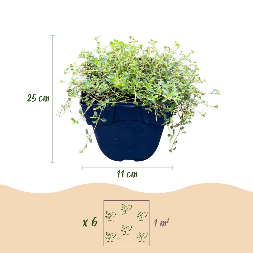 Thymus praecox 'Red Carpet' - rode kruiptijm, kenmerkend blad
