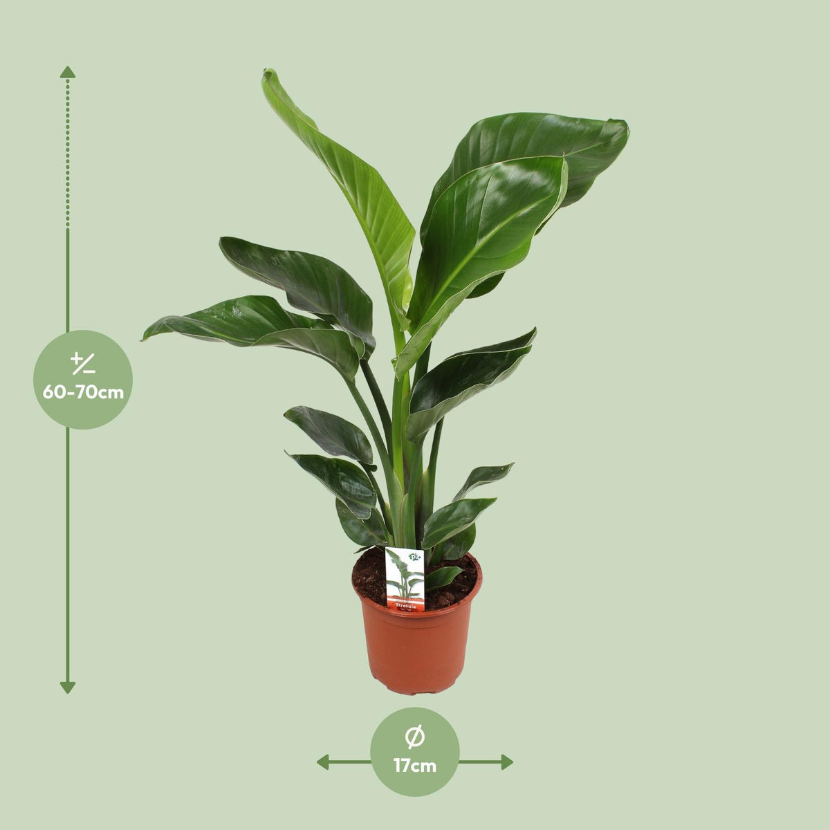 Strelitzia Nicolai, kenmerkend blad