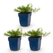 3x Vlambloem Benita
