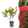Photinia Little Red Robin