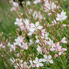 Prachtkaars Gaura 'Whirling Butterflies', bijenplant, wit, plant in kweekpot