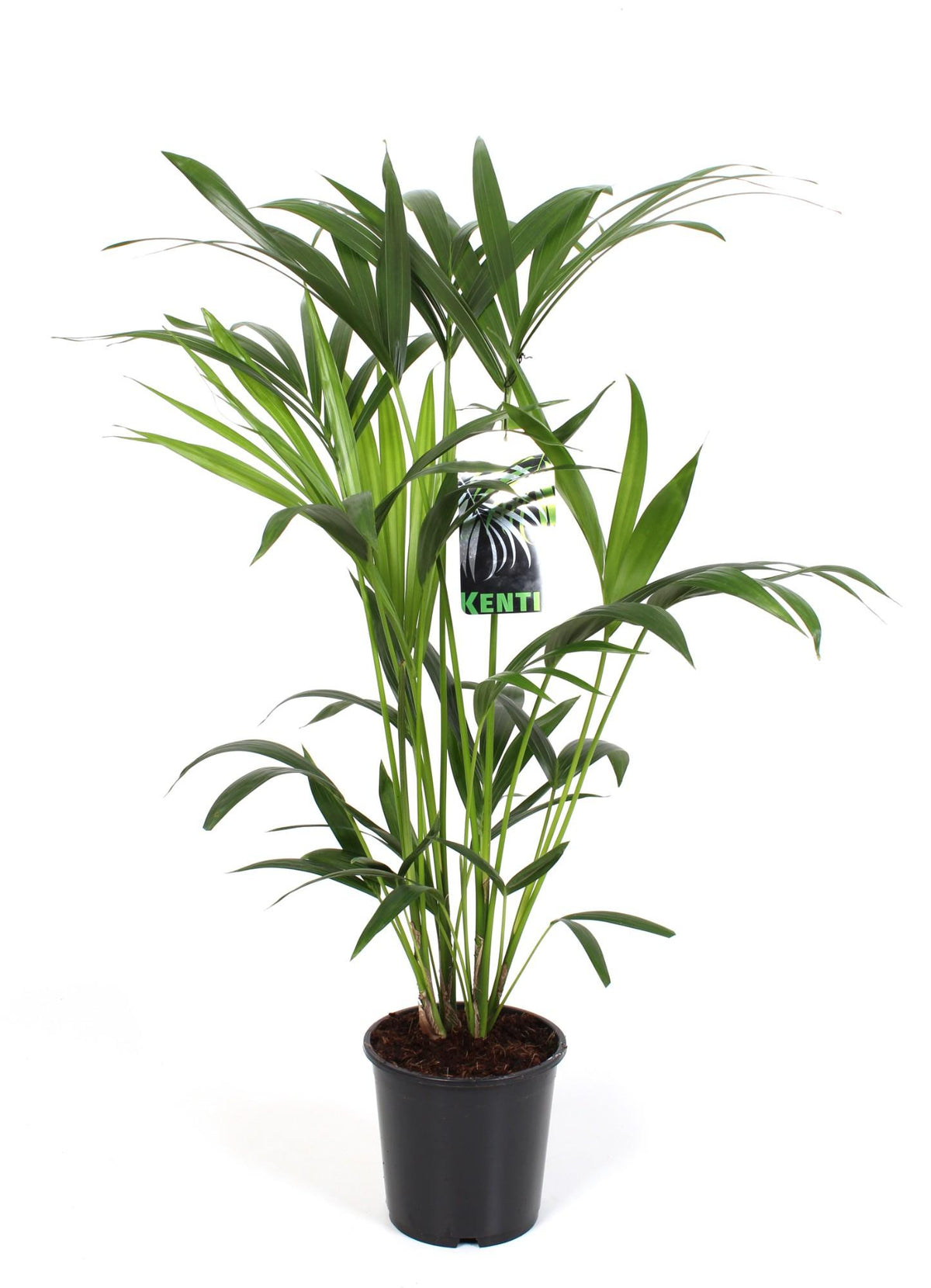 Howea Forsteriana, plant in pot