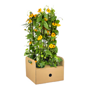 4x Thunbergia Alata Sunny Susy New Orange