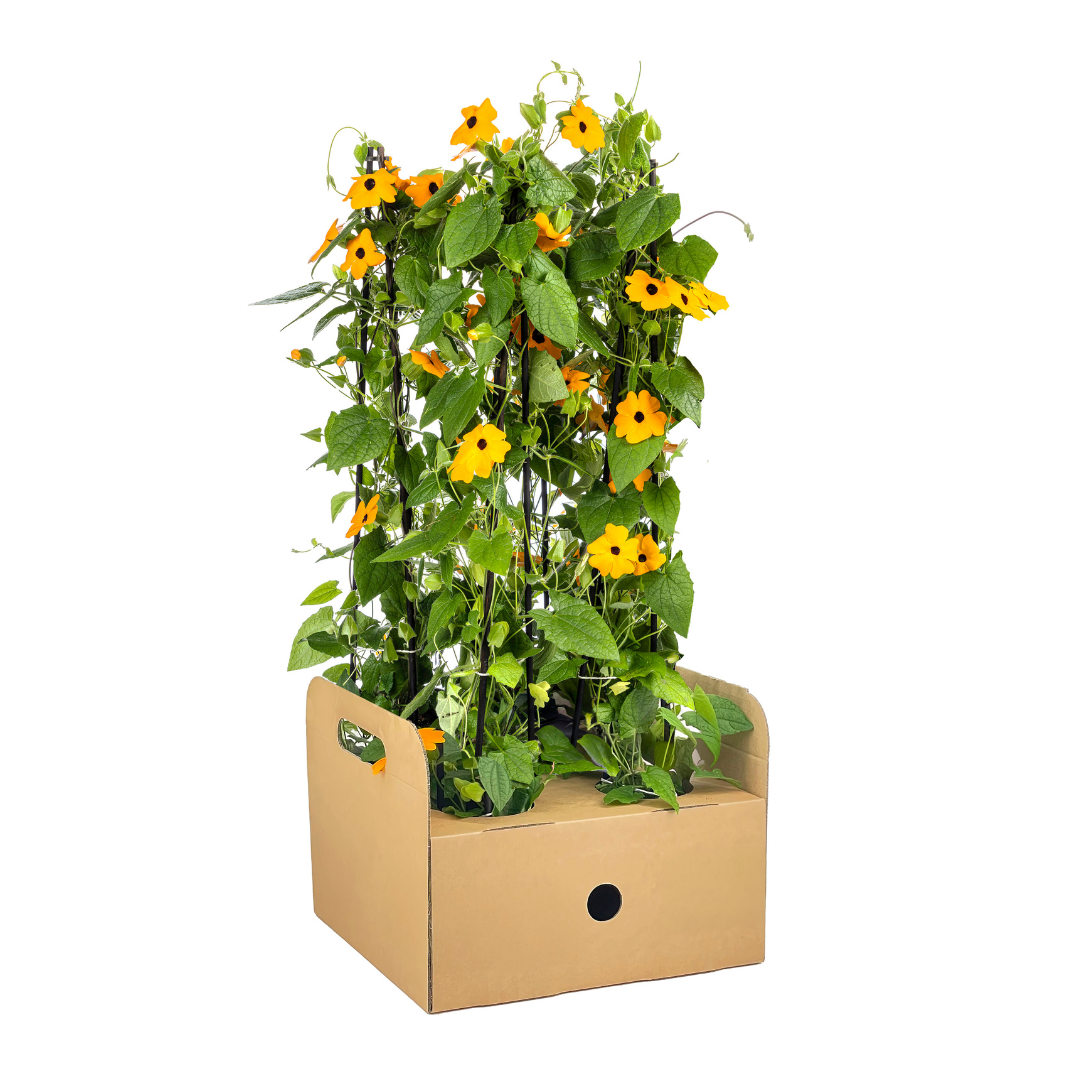 4x Thunbergia Alata Sunny Susy New Orange, groene bladeren
