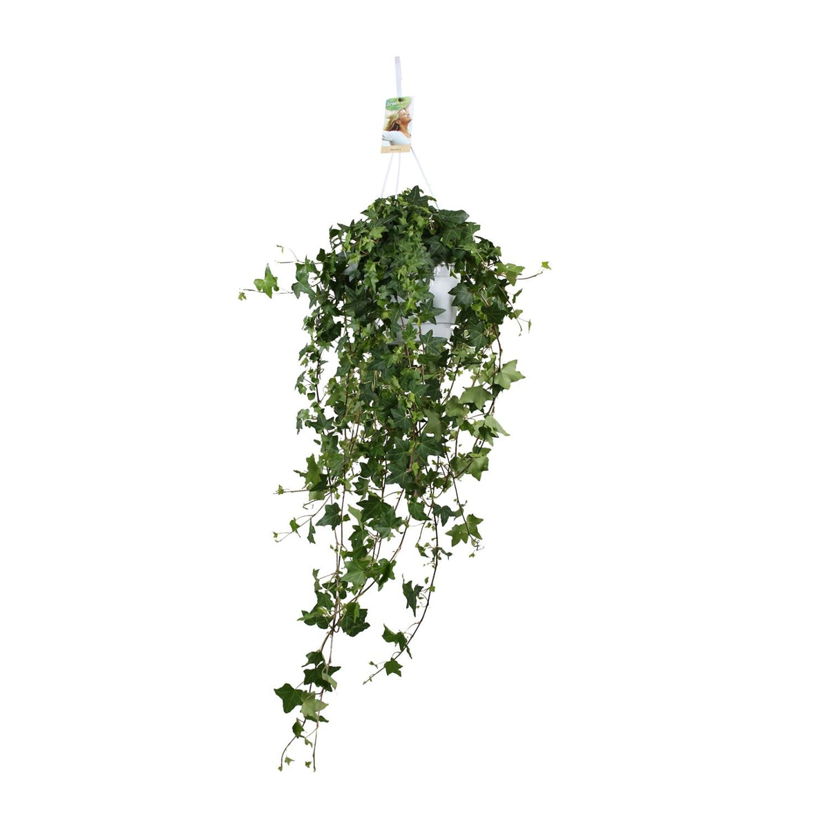 Detailfoto van Hedera Helix Pitsburg - Hang/XXL