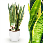 Sansevieria Laurentii, groene bladeren