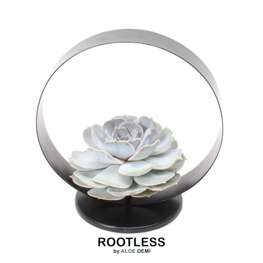 ROOTLESS Succulent Echeveria Lilacina op Deco tafelstandaard, plant in pot