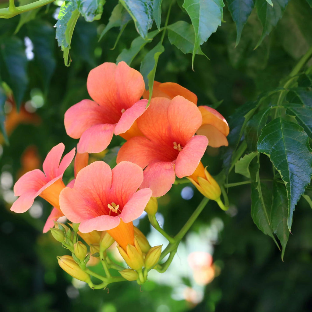 Campsis radicans Madame Galen, kenmerkend blad
