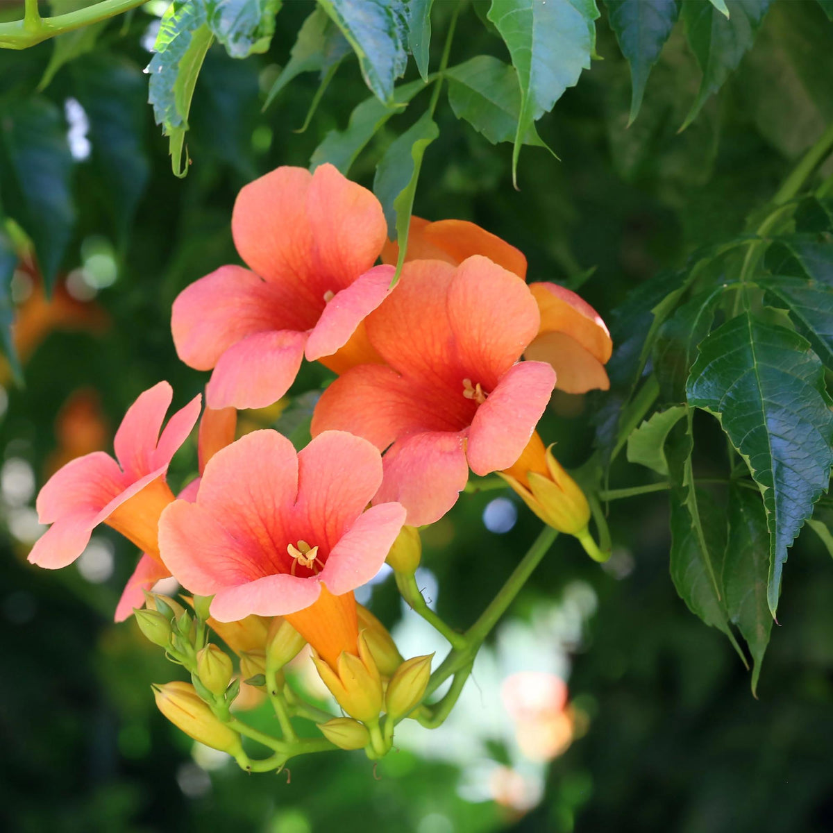 Campsis radicans Madame Galen, kenmerkend blad