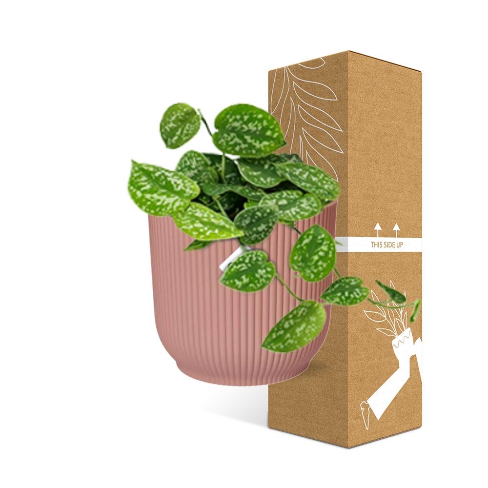 Detailfoto van Scindapsus Pictus ‘Argyraeus’ in ELHO Vibes Fold 14cm roze