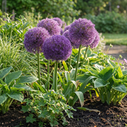 Sierui Allium &
