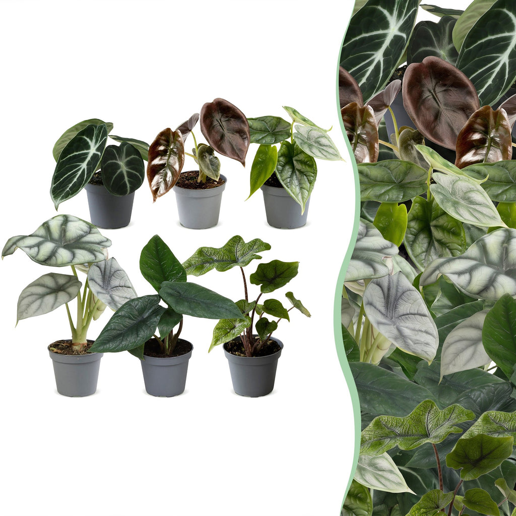 6x Baby Alocasia Familie - Rood - Groen - Zwart - Zilver - Grijs - Tropisch - Ø6cm - ↕12cm, plant in pot