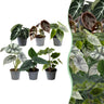 6x Baby Alocasia Familie