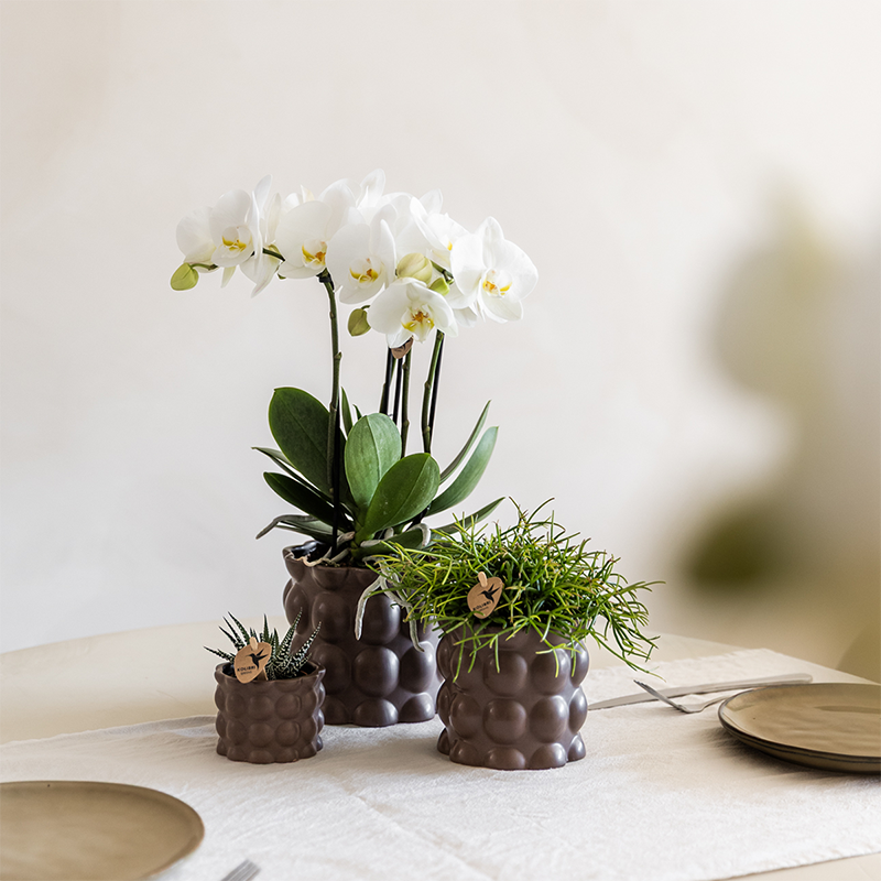 Combi deal, groene bladeren