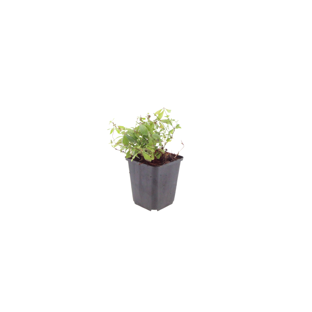 Galium odoratum, groeiwijze van de plant