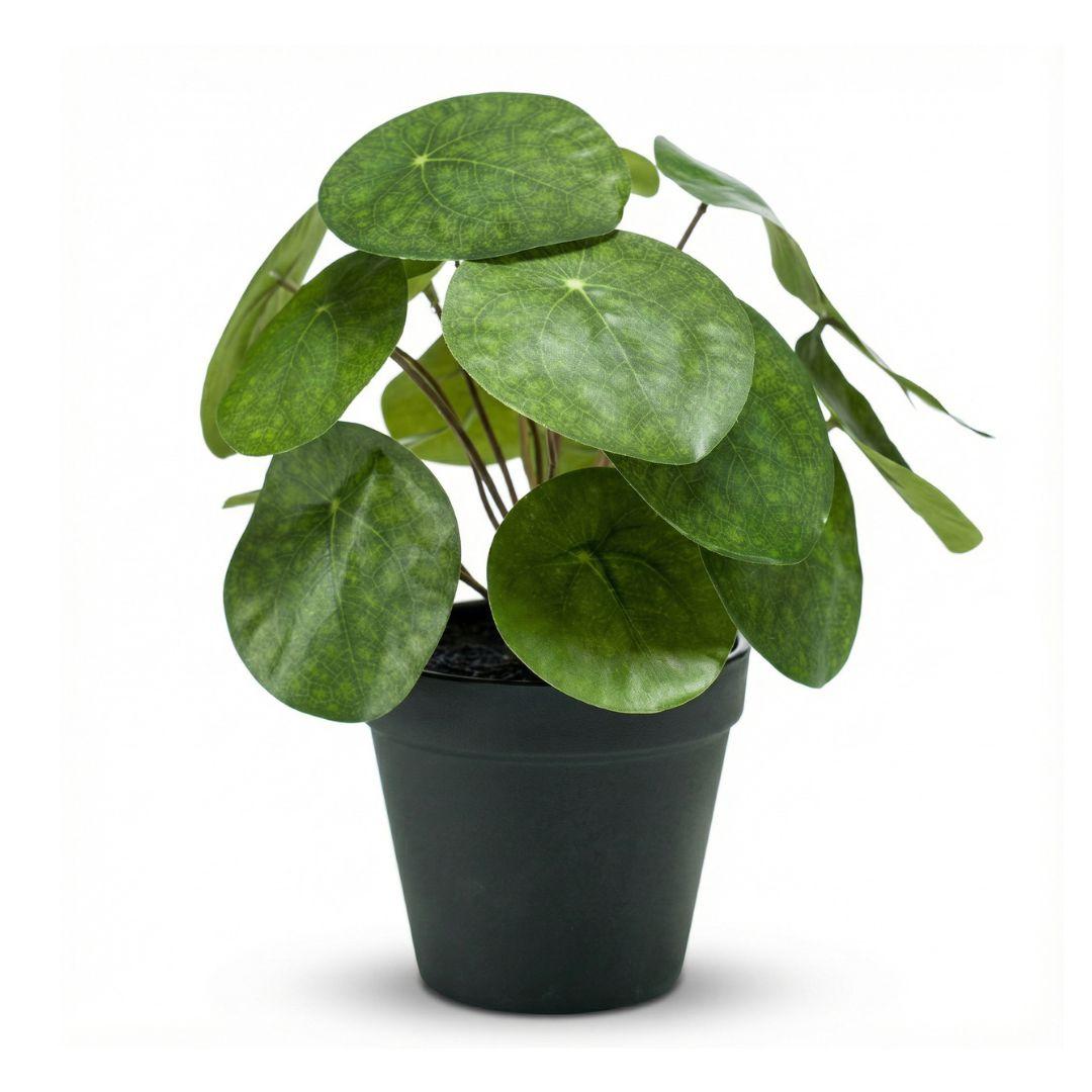 Pilea bush kunstplant in zwarte pot, kenmerkend blad