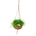 Kokodama Rhipsalis oasis