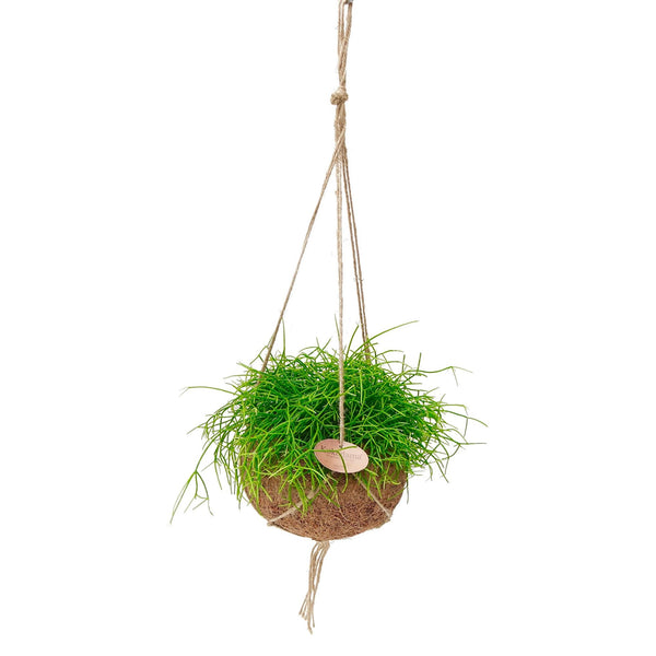Kokodama Rhipsalis oasis