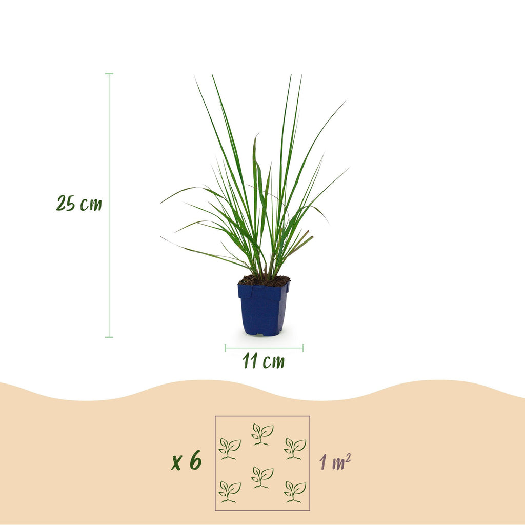 Lampenpoetsersgras Pennisetum 'Black Beauty', met pluim, groeiwijze van de plant
