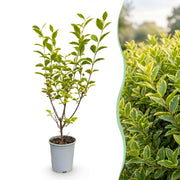 Bontbladige liguster Aureum