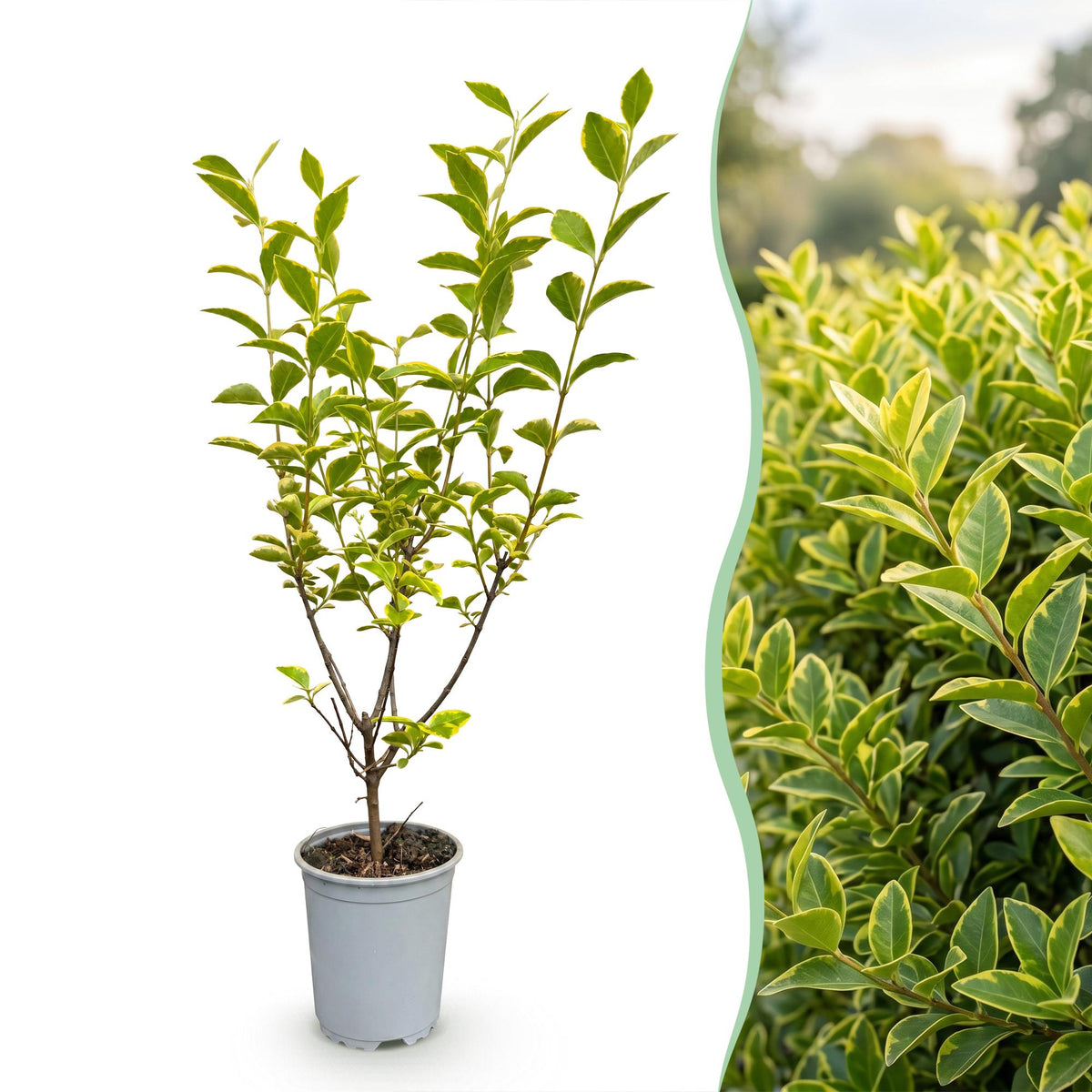Bontbladige liguster Aureum, groene bladeren